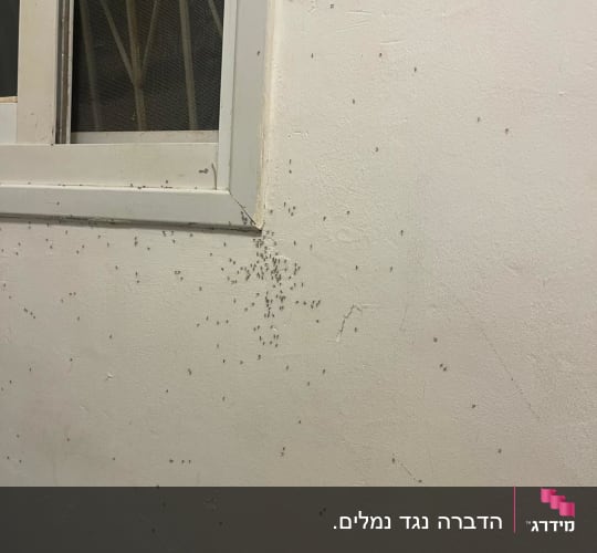 קיר עם נמלים ליד חלון